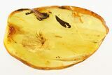 Fossil True Midge Laying Eggs and Two Mites in Baltic Amber #284633-1